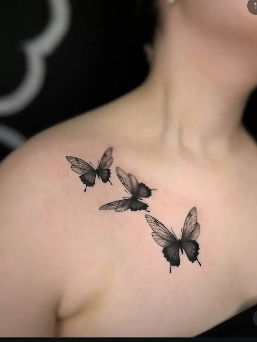 Motyle — obojczyk